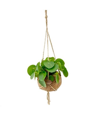 Pilea Peperomioides - Para Bitkisi